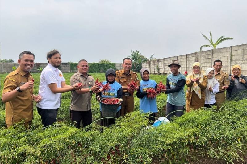 Petani Lokal Kota Tangerang Sukses Panen Cabai, Hingga Beras