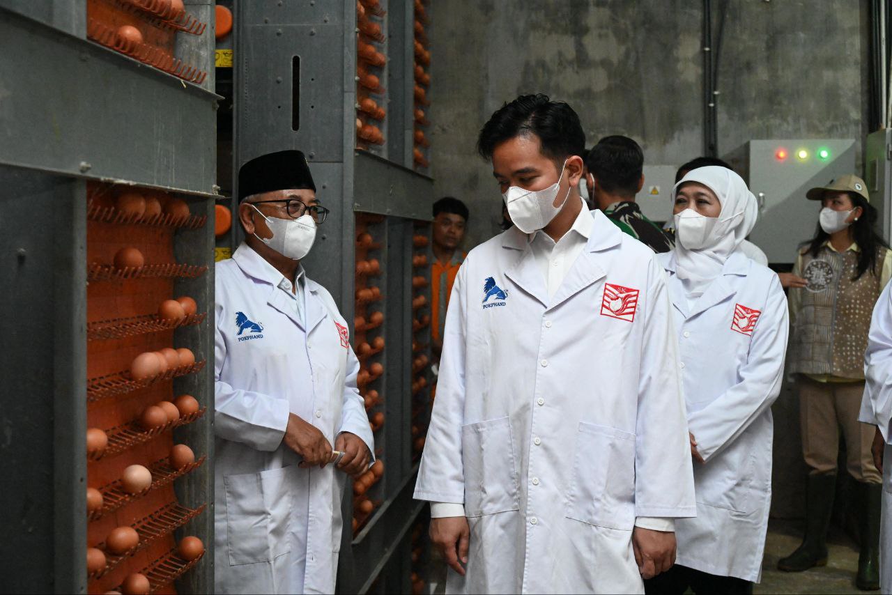 Tinjau Peternakan Ayam Petelur, Wapres Dorong Inovasi dan Digitalisasi Sentra Telur Blitar