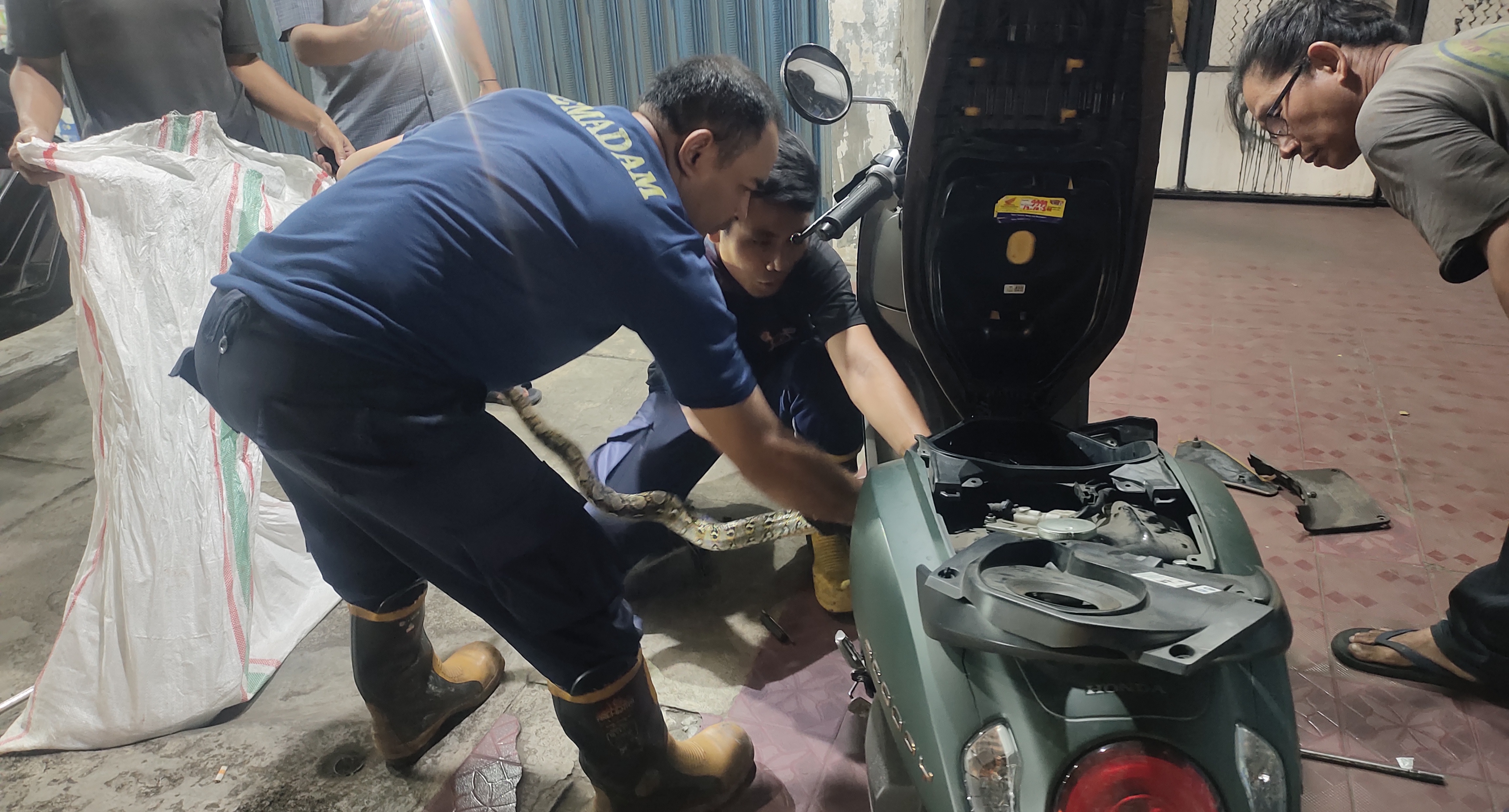 Ular 1,5 Meter Lilit Sasis Motor Pegawai MUI Tangsel, Unit Damkar Pamulang Berhasil Evakuasi